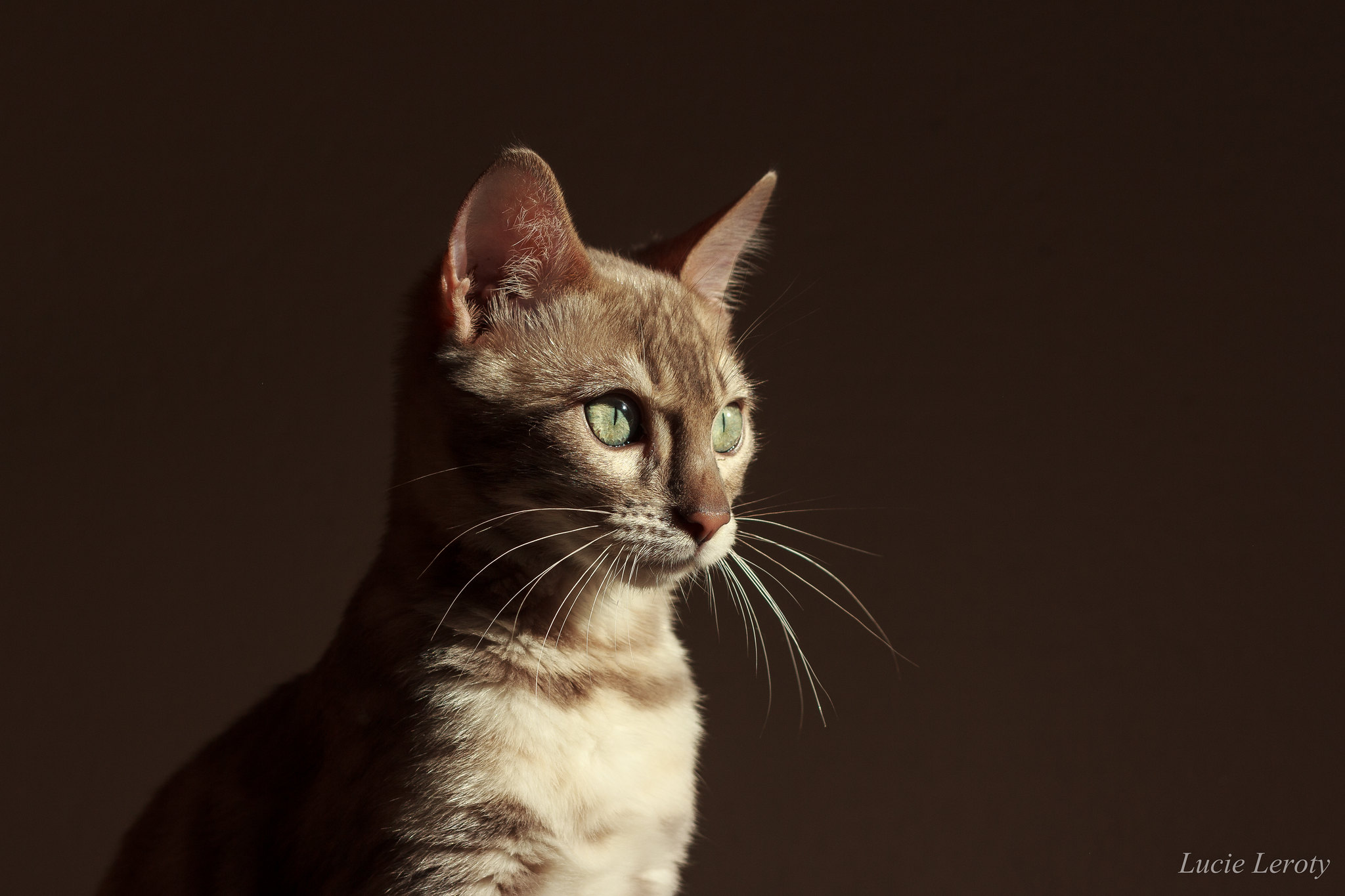 Chat de race Bengal