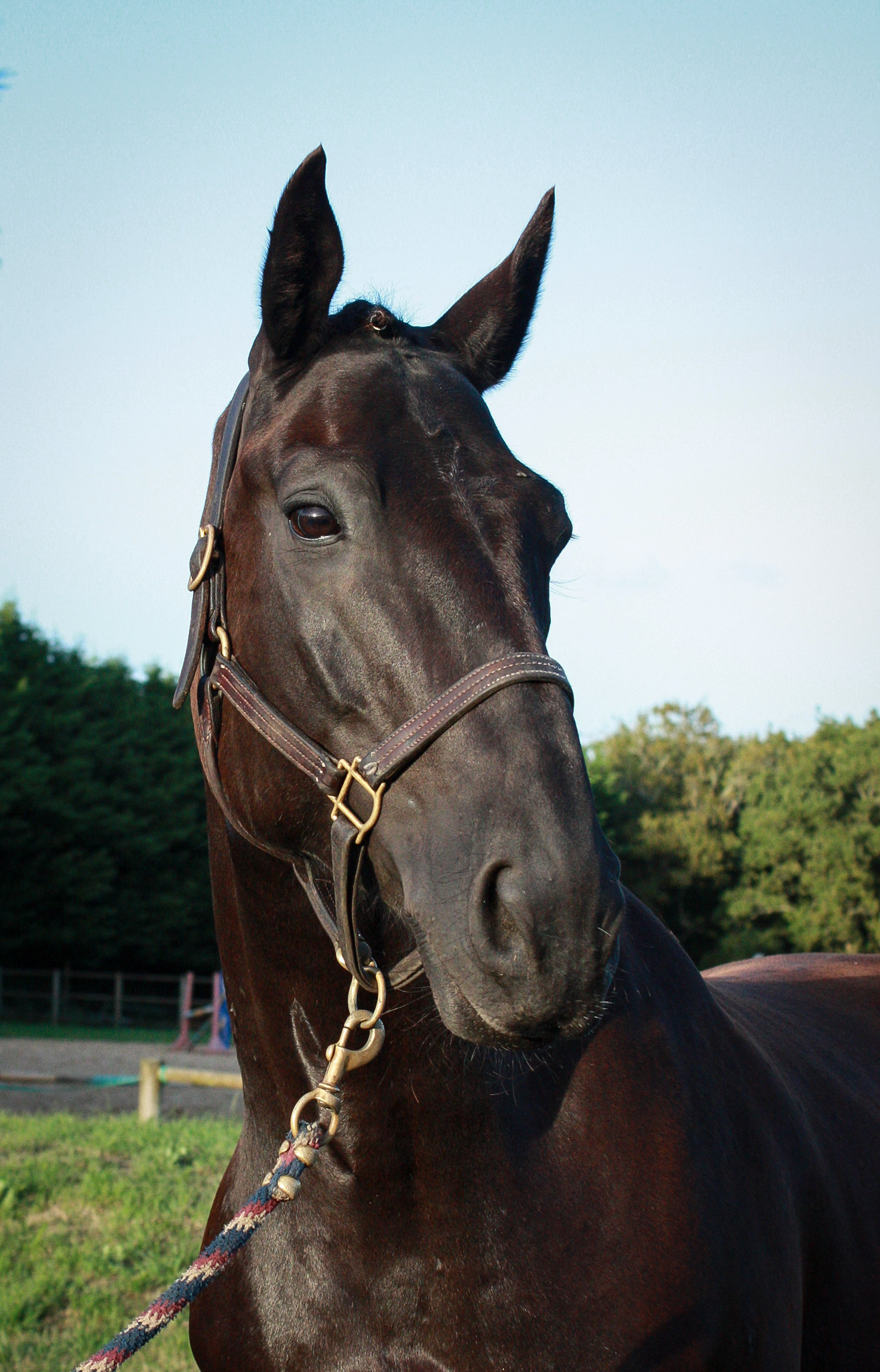 Cheval selle français noir